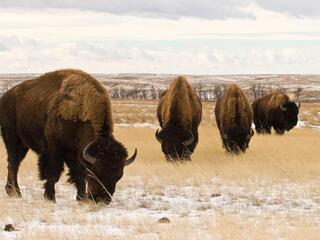 Bison grazing