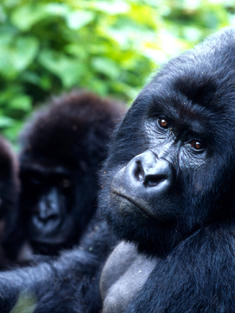 Mountain gorillas