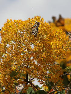 Monarch butterflies in Mexico reserve