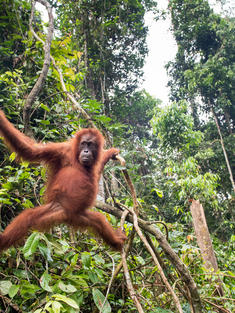 Sumatran orangutan