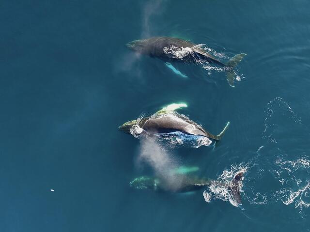 Three whales in Southern Ocean