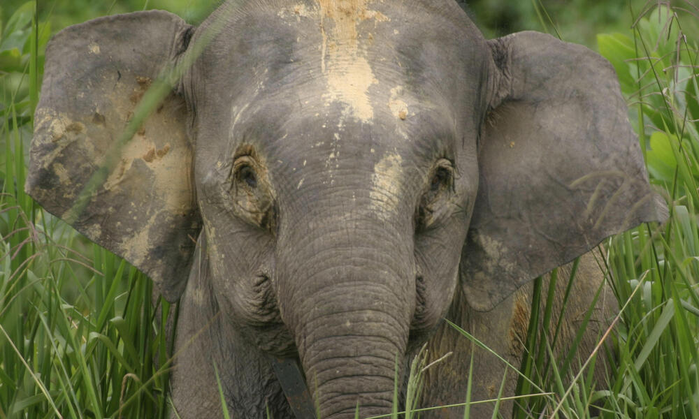 Bornean Elephant