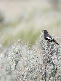 Lark bunting on a shrub