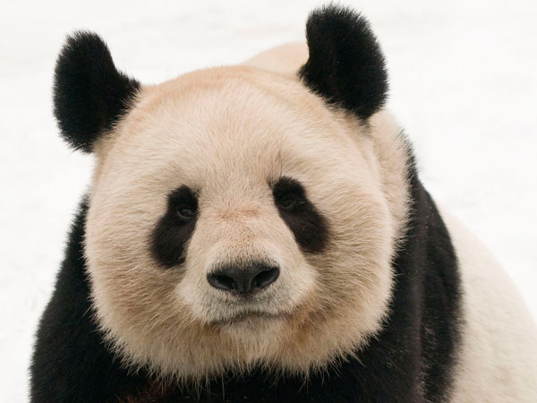 Giant Panda