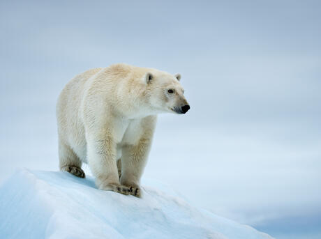 Portrait of a polar bear (Ursus maritimus).