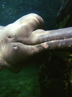 Amazon (pink) river dolphin underwater