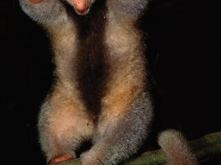 Small anteater standing on back legs with front legs in air