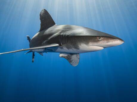 Oceanic whitetip shark (Carcharhinus longimanus).