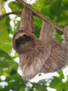 Sloth hanging from tree