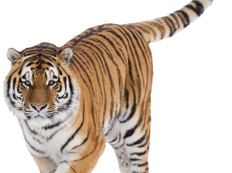 Siberian tiger (Panthera tigris altaica) walking in snow, captive.