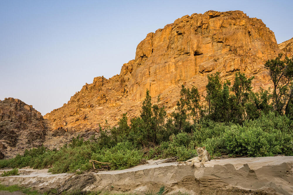 Lion resting at base of cliff