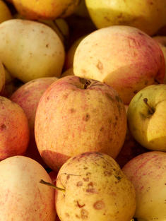 A bunch of freshly picked apples