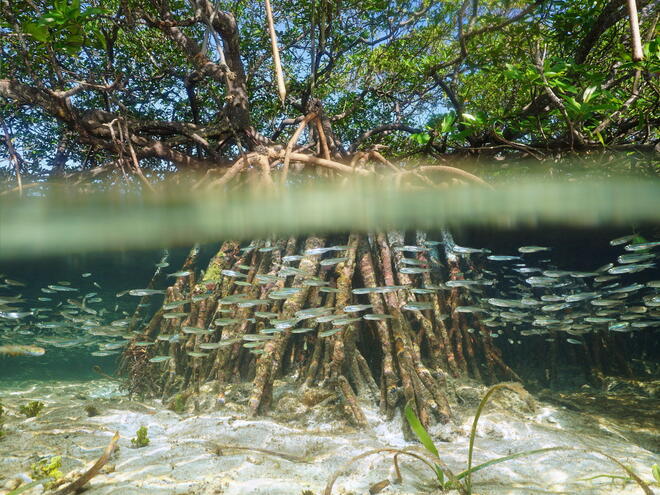 A mangrove 