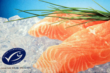 Salmon on ice