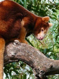 Tree kangaroo