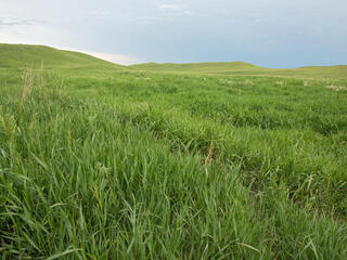 Healthy grasslands in Lowry, South Dakota