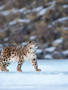 Snow leopard