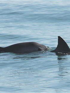 Vaquita