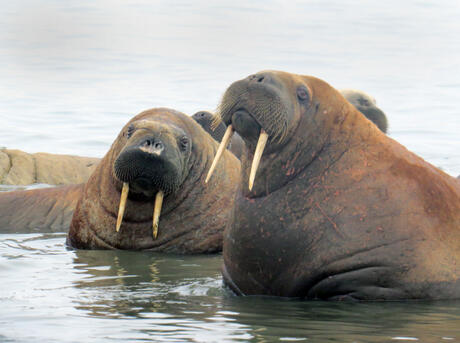 Walrus (Odobenus rosmarus) in Laptev, Russia.