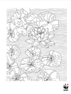 Water lilies coloring page