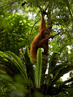 Borneo orangutan