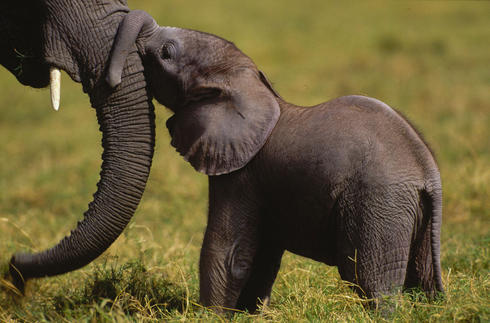 Elephant Calf