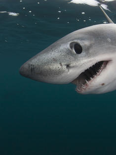 Porbeagle shark