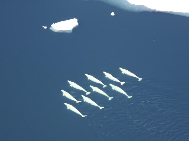 Beluga Whales Chukchi Sea