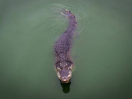 Crocodile at crocodile farm