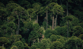 Forests are a vital resource for life on earth. They provide invaluable environmental, social and economic benefits to us all. Forests improve air and water quality, reduce soil erosion and act as a buffer against global warming. The forest industry also 