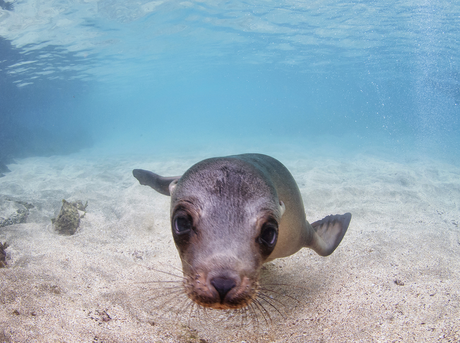 Seal swimming underwater