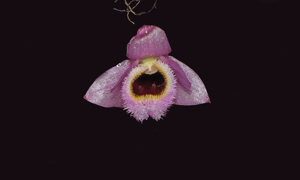 A pink flower with a fuzzy orange and red center hangs in a dark background